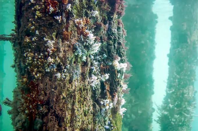 Heavy marine fouling on dock pilings